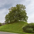 Tumulus von Evessen Tumulus von Evessen