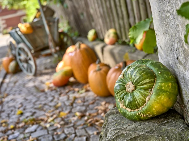 Kürbis aus Gielde Kürbis aus Gielde