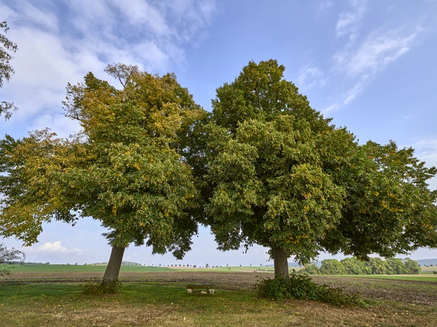 Rastplatz mit Steinbank Kissenbrück Rastplatz mit Steinbank Kissenbrück
