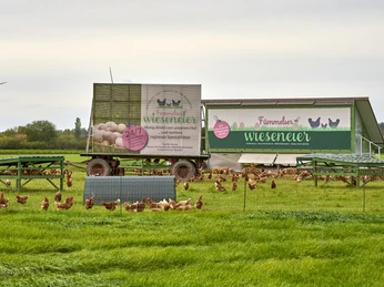 Fümmelser Wiesenei Fümmelser Wiesenei