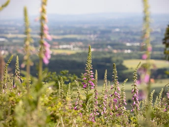 11.06.2021 Lübbecke. Wiehengebirge. KNiebrink, Wartturm, etc. Wanderung mit Familie Föst