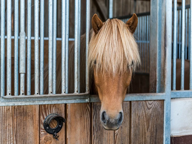 Ponywanderung Schlosswaldhof Pfalzgrafenweiler Islandpferd Ponywanderung Schlosswaldhof Pfalzgrafenweiler Islandpferd