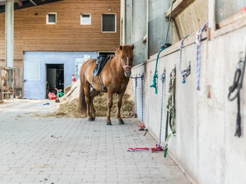 Ponywanderung Schlosswaldhof Pfalzgrafenweiler Vorbereitung Ausritt Ponywanderung Schlosswaldhof Pfalzgrafenweiler Vorbereitung Ausritt