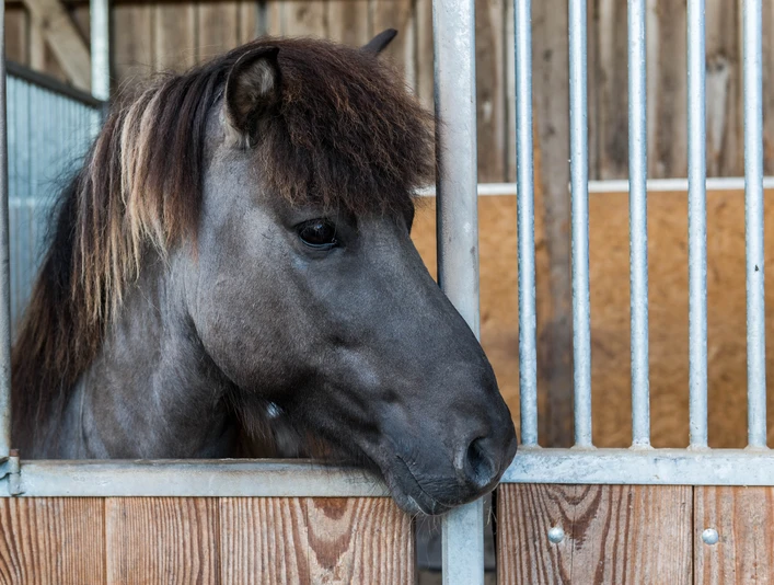 Ponywanderung Schlosswaldhof Pfalzgrafenweiler Pony Ponywanderung Schlosswaldhof Pfalzgrafenweiler Pony