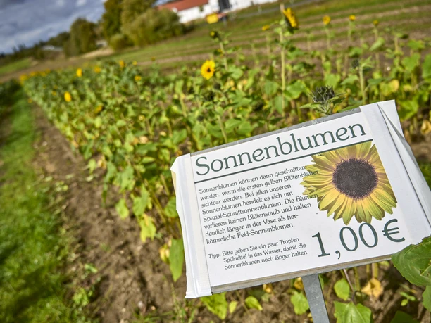 Blumen zum Selberpflücken Cremlingen Blumen zum Selberpflücken Cremlingen