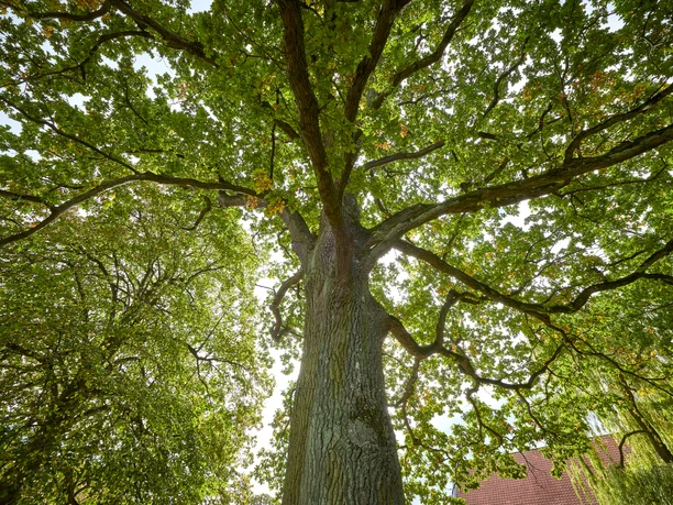 Bank unter Eiche Cremlingen Bank unter Eiche Cremlingen
