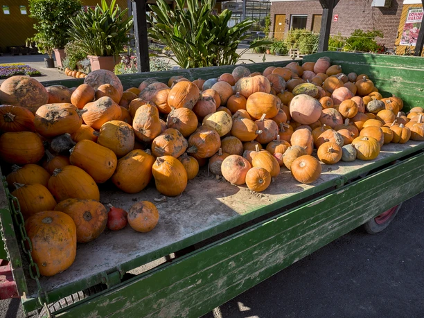 Kürbisverkauf Rollwage Baddeckenstedt Kürbisverkauf Rollwage Baddeckenstedt