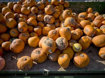 Kürbisverkauf Rollwage Baddeckenstedt Kürbisverkauf Rollwage Baddeckenstedt