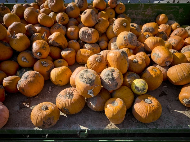 Kürbisverkauf Rollwage Baddeckenstedt Kürbisverkauf Rollwage Baddeckenstedt