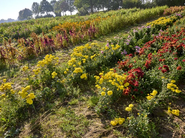 Blumen Selbstpfückfeld Gewerbegebiet Baddeckenstedt Blumen Selbstpfückfeld Gewerbegebiet Baddeckenstedt