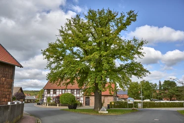 Hofeiche Gustedt Hofeiche Gustedt