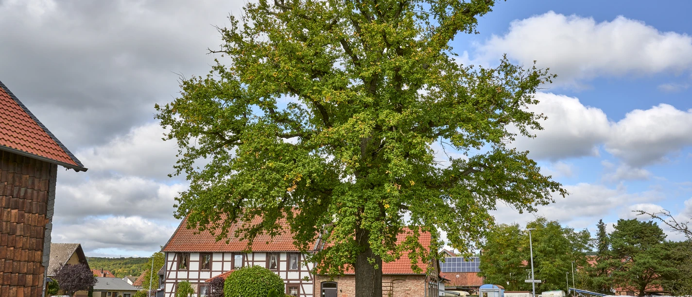 Hofeiche Gustedt Hofeiche Gustedt