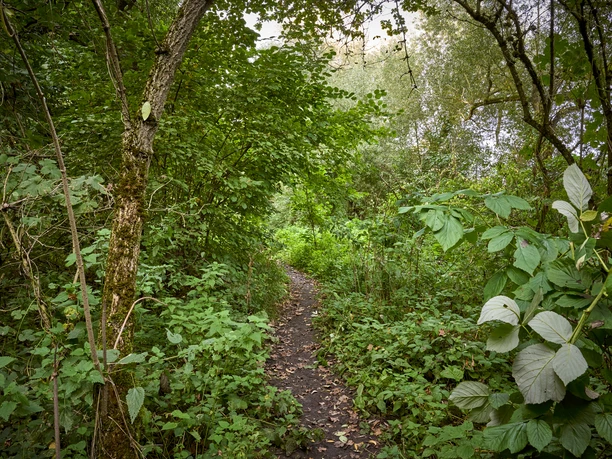 Weddeler Teich Weddeler Teich