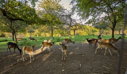 Wildtiergehege Groß Denkte Wildtiergehege Groß Denkte