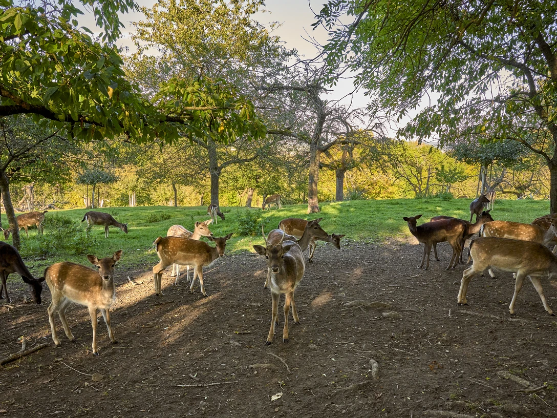 Wildtiergehege Groß Denkte Wildtiergehege Groß Denkte