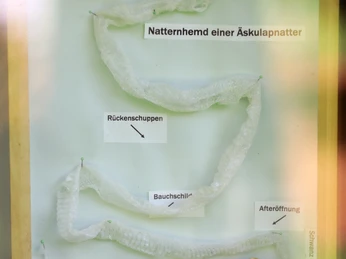 007HR - Schlangenbad - Infokasten Äskulapnatter.JPG