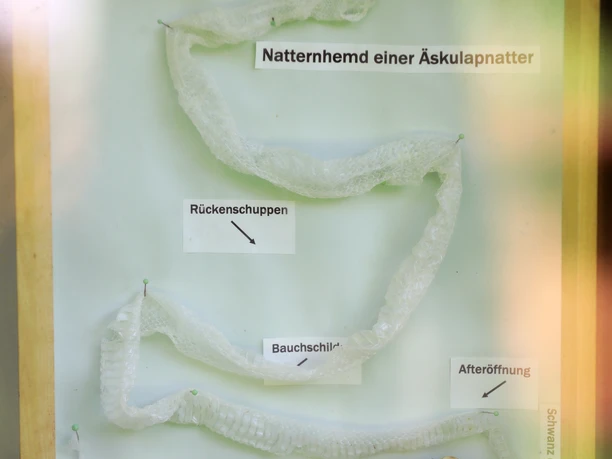 007HR - Schlangenbad - Infokasten Äskulapnatter.JPG