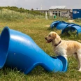 Hundefreilauffläche