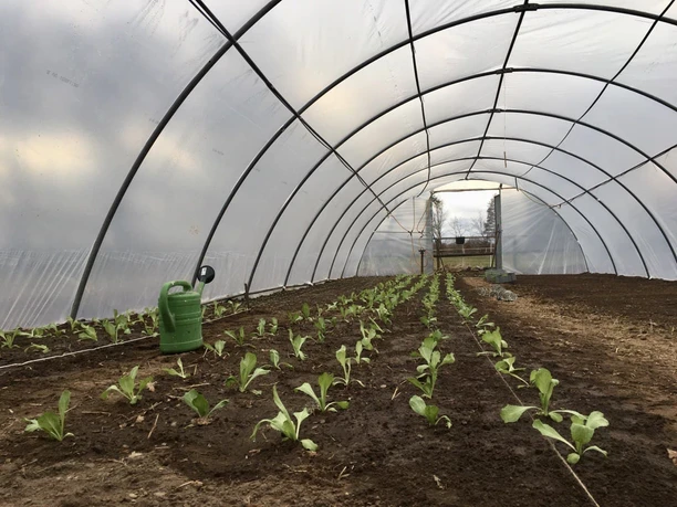 Biohof Bockholter Beete