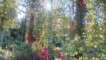 Herbstwald in Zerna