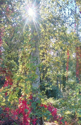 Herbstwald in Zerna