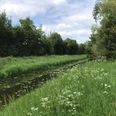 Grüner Uferstreifen mit Wildblumen am Wasserlauf, gesäumt von dichten Bäumen unter bewölktem Himmel.