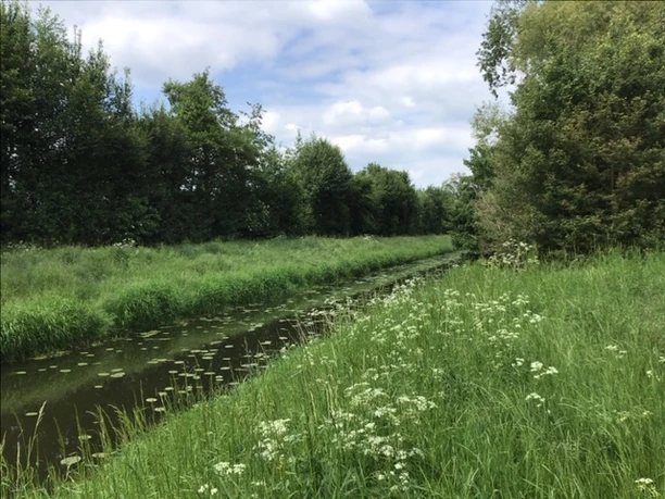 Naherholungsgebiet Große Aue Grüner Uferstreifen mit Wildblumen am Wasserlauf, gesäumt von dichten Bäumen unter bewölktem Himmel.