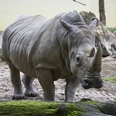 muenster-allwetterzoo-nashorn