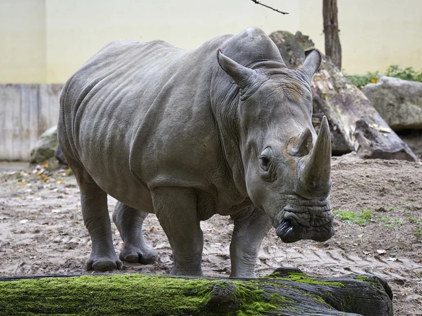 Nashorn im Allwetterzoo Münster
