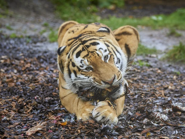 Tigerfütterung im Allwetterzoo