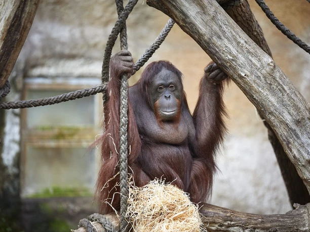 Orang-Utan im Allwetterzoo Münster