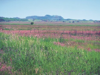 Aussichtsdüne Bunte Wildblumenwiese auf einem weiten, grünen Feld vor blauem Himmel, mit sanften Erhebungen am Horizont.