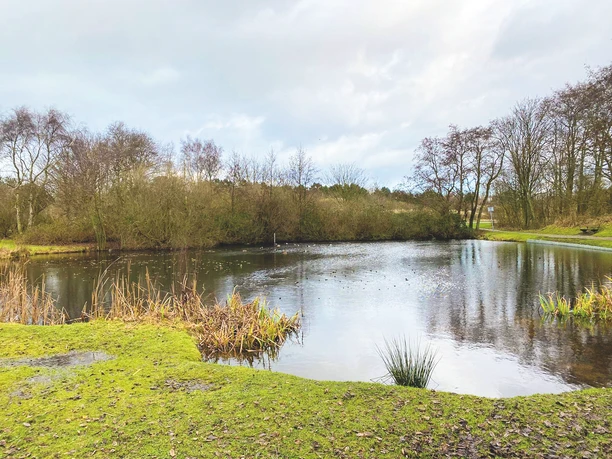 Ein ruhiger Teich umgeben von kahlen Bäumen und grünem Gras unter einem bewölkten Himmel.A quiet pond surrounded by bare trees and green grass under a cloudy sky.