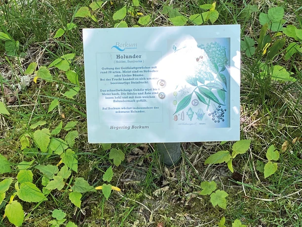 Ein Schild im Wald beschreibt die Holunderpflanze mit Text und Illustrationen, umgeben von Grünpflanzen.