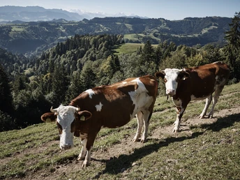 Auf dem Menzberg angetroffen
