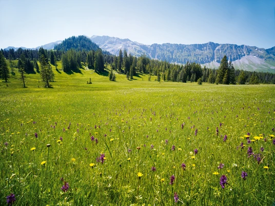 offer_img Switzerland. get natural. UNESCO Biosphere Entlebuch, Canton Lucerne. High moor meadow with orchids at Salwide between Soerenberg and Kemmeribodenbad. Schweiz. ganz natuerlich. UNESCO Biosphaere Entlebuch, Kanton Luzern. Moorwiese mit Orchideen auf Salwide, im Gebiet zwischen Soerenberg und Kemmeribodenbad. Suisse. tout naturellement. Reserve de biosphere de l'UNESCO de l'Entlebuch, canton de Lucerne. Champ marecageux avec orchidees a Salwide entre Soerenberg et Kemmeribodenbad. Copyright by: Switzerland Tourism - BAFU By-Line: swiss-image.ch / Gerry Nitsch