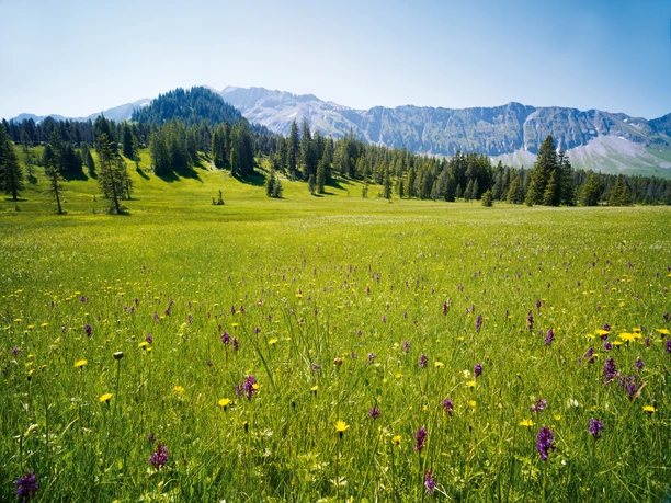 offer_img Switzerland. get natural. UNESCO Biosphere Entlebuch, Canton Lucerne. High moor meadow with orchids at Salwide between Soerenberg and Kemmeribodenbad. Schweiz. ganz natuerlich. UNESCO Biosphaere Entlebuch, Kanton Luzern. Moorwiese mit Orchideen auf Salwide, im Gebiet zwischen Soerenberg und Kemmeribodenbad. Suisse. tout naturellement. Reserve de biosphere de l'UNESCO de l'Entlebuch, canton de Lucerne. Champ marecageux avec orchidees a Salwide entre Soerenberg et Kemmeribodenbad. Copyright by: Switzerland Tourism - BAFU By-Line: swiss-image.ch / Gerry Nitsch