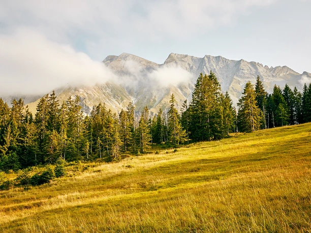 Herbstliches Moor im Gebiet Rossweid