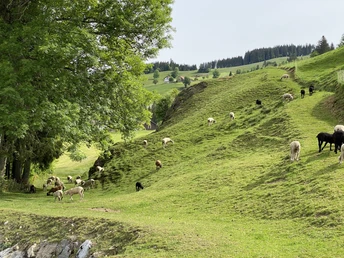Schafweide zwischen Rothenthurm und Neusell.