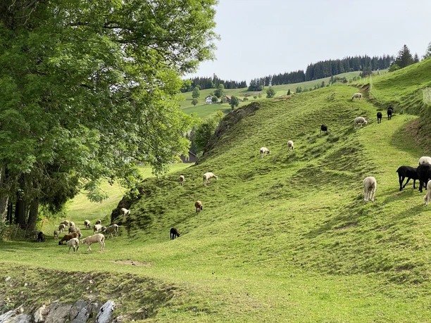 Schafweide zwischen Rothenthurm und Neusell.