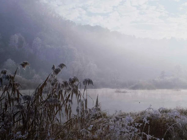 Vogel- und Entenparadies am Wichelsee