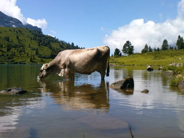 Kuh erfrischt sich im Engstlensee