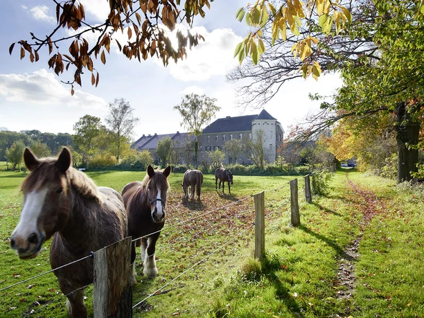 Haus Bürgel Drei Pferde grasen auf einer grünen Wiese, flankiert von einem historischen Gebäude im Hintergrund.