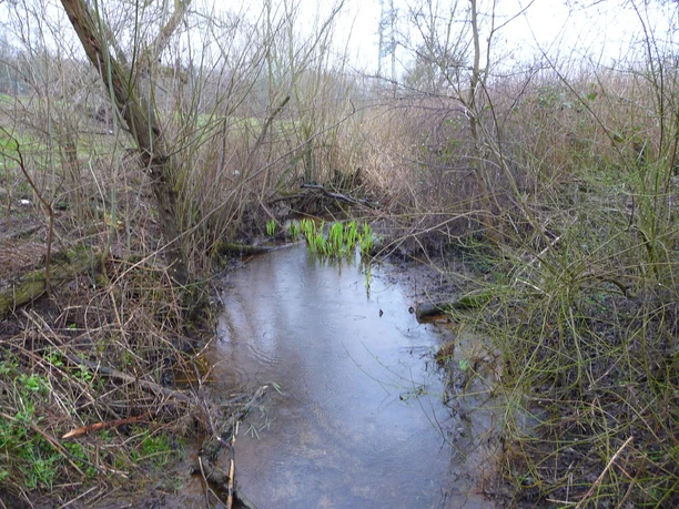 spärlicher Rest vom Altrheinarm Spärlicher Altrheinarm mit ruhigem Wasserlauf, umgeben von kahlen Sträuchern und knorrigen Ästen.