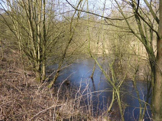 Blick ins Further Moor Blick über ruhigen Teich im Further Moor, umrahmt von Bäumen und karger Vegetation im Winter.