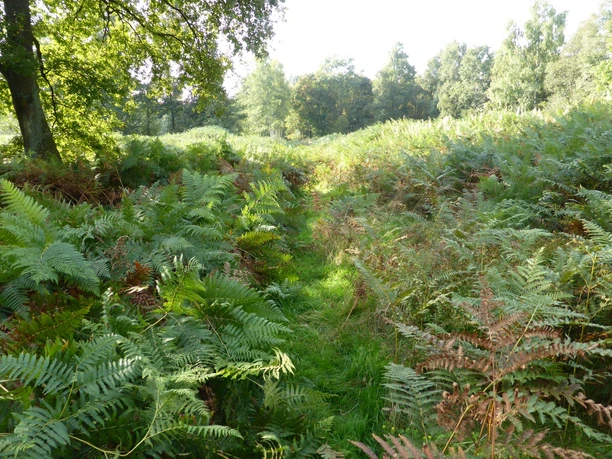 seitlicher Einblick ins Further Moor Grünes Moorgebiet mit üppigem Farnbewuchs und vereinzelten Bäumen unter einem klaren Himmel.