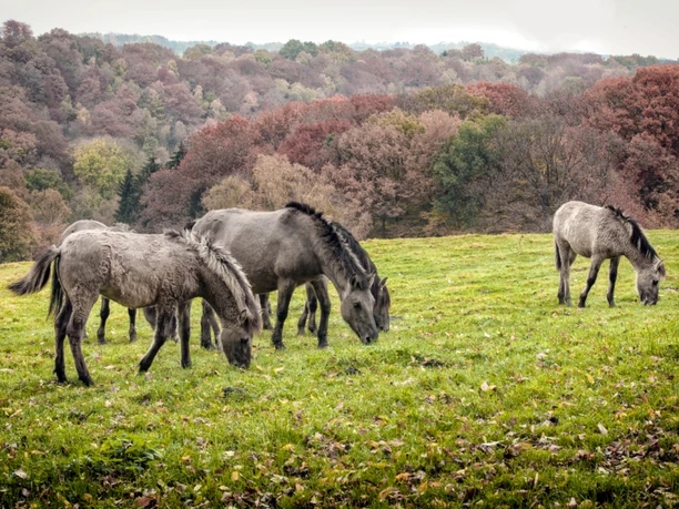 Tarpane im Eiszeitlichen Wildgehege Neandertal Eine Herde Tarpane weidet auf einer grünen Wiese, umgeben von herbstlichem Wald im Neandertal.