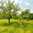 Streuobstwiesen in der Urdenbacher Kämpe, Monheim am Rhein Familie spaziert auf schmalem Pfad durch grüne Streuobstwiese mit blühenden Bäumen bei sonnigem Wetter.