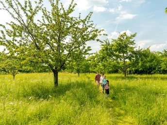Streuobstwiesen in der Urdenbacher Kämpe, Monheim am Rhein Familie spaziert auf schmalem Pfad durch grüne Streuobstwiese mit blühenden Bäumen bei sonnigem Wetter.