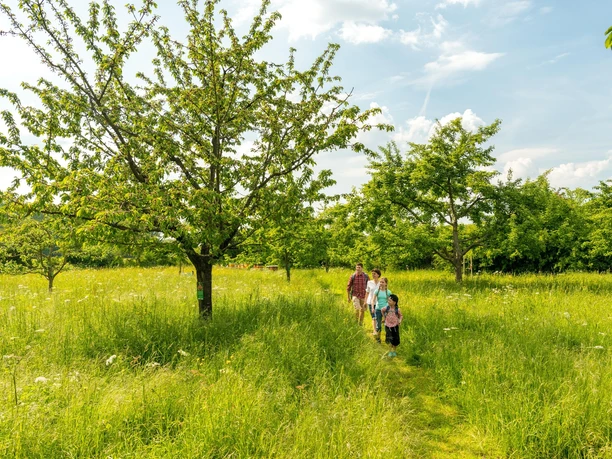 Streuobstwiesen in der Urdenbacher Kämpe, Monheim am Rhein Familie spaziert auf schmalem Pfad durch grüne Streuobstwiese mit blühenden Bäumen bei sonnigem Wetter.
